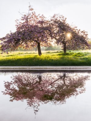 Cherry trees at sunrise, Le Vesinet, France.