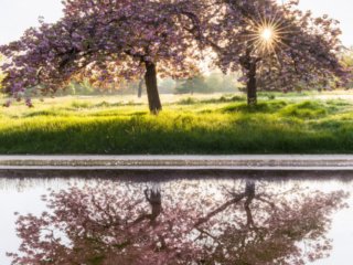 Cherry trees at sunrise, in the mist, at Le Vesinet