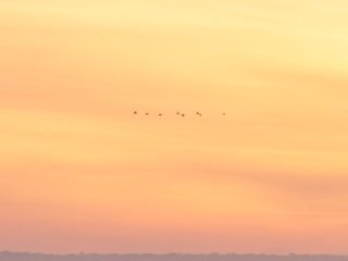 Common cranes flying on Lac du Der at autumn