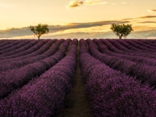 Lavanda fields in Valensole, Provence