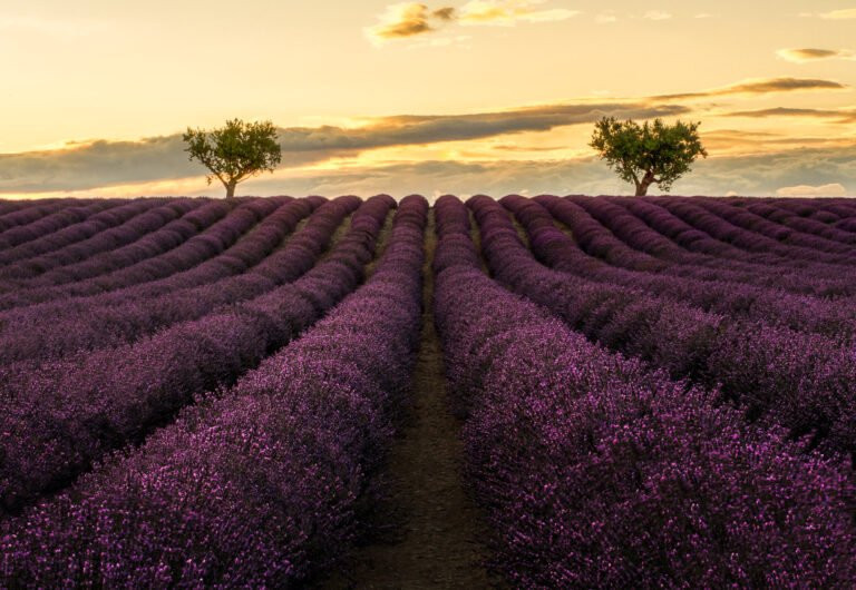 Lavender field in Valensole, France.