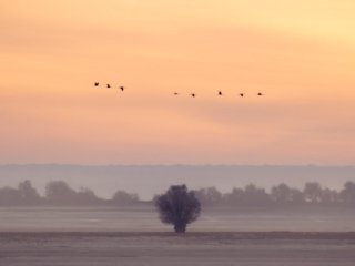 Common cranes flying on Lac du Der at autumn