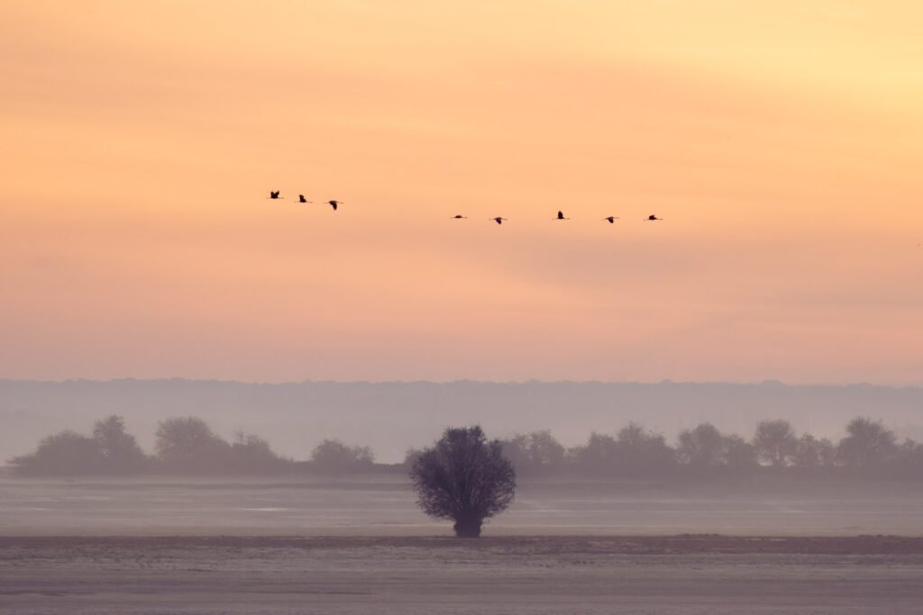 Common cranes flying on Lac du Der at autumn