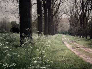 Tree path in arboretum de Versailles-Ch&egrave;vreloup