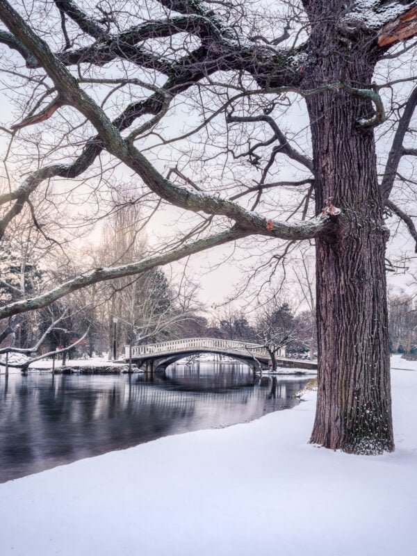 Winter in Le Vesinet, Lac des Ibis, France