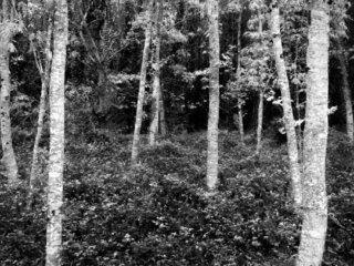 White trunks in the Broc&eacute;liande forest