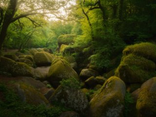 Forest of Huelgoat at sunrise