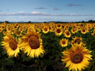 Sunflower field in Quinson, Provence
