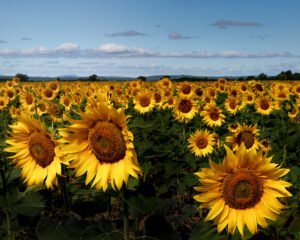 Sunflower fields in Quinson, France