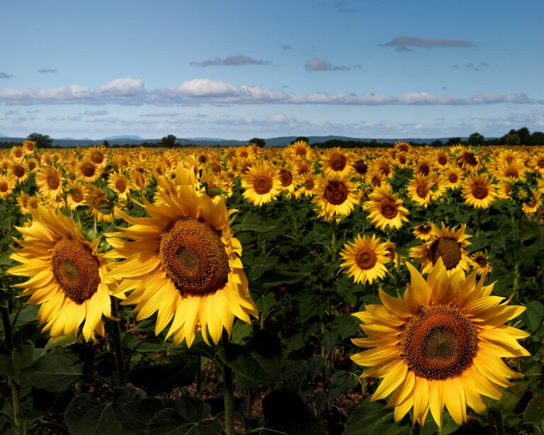 Sonnenblumenfelder in Quinson, Frankreich.