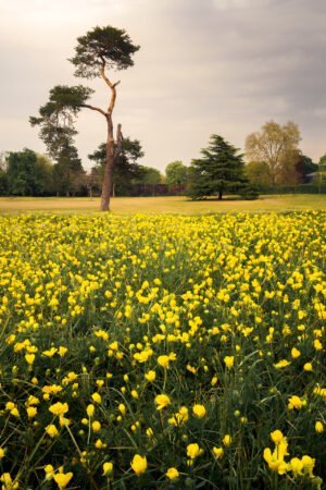 Spring in Le Vesinet, at Les Petites Rivieres, France
