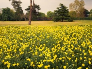 Spring flowers in Le V&eacute;sinet