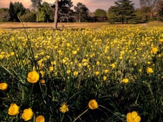Spring flowers in Le V&eacute;sinet
