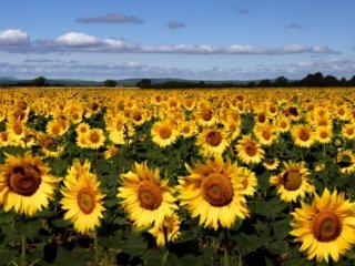 Sunflower field in Quinson, Provence