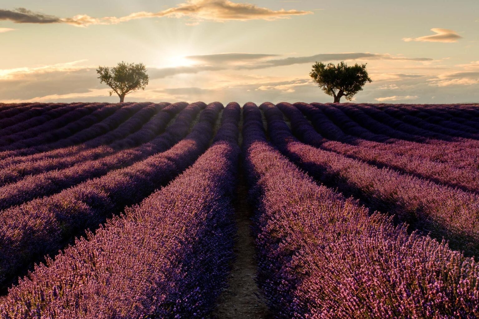 Lavendelfelder bei Sonnenuntergang, Valensole, Frankreich.
