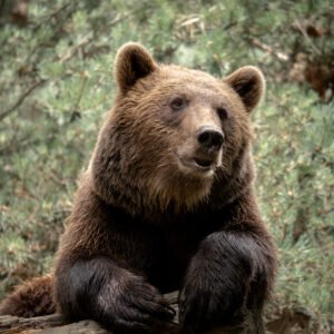 Quiet bear in Parc des Pyrénées, France