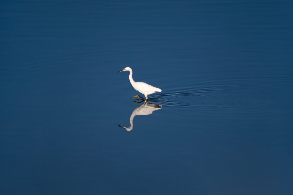 Little egret on the lake