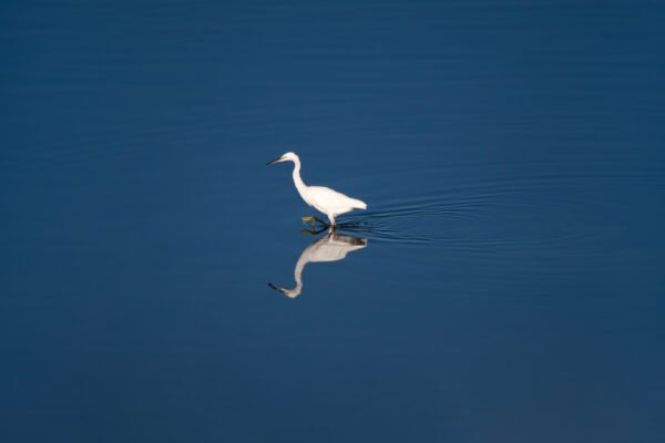 Little egret. Lac du Der, France.
