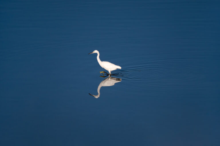 Little egret. Lac du Der, France.