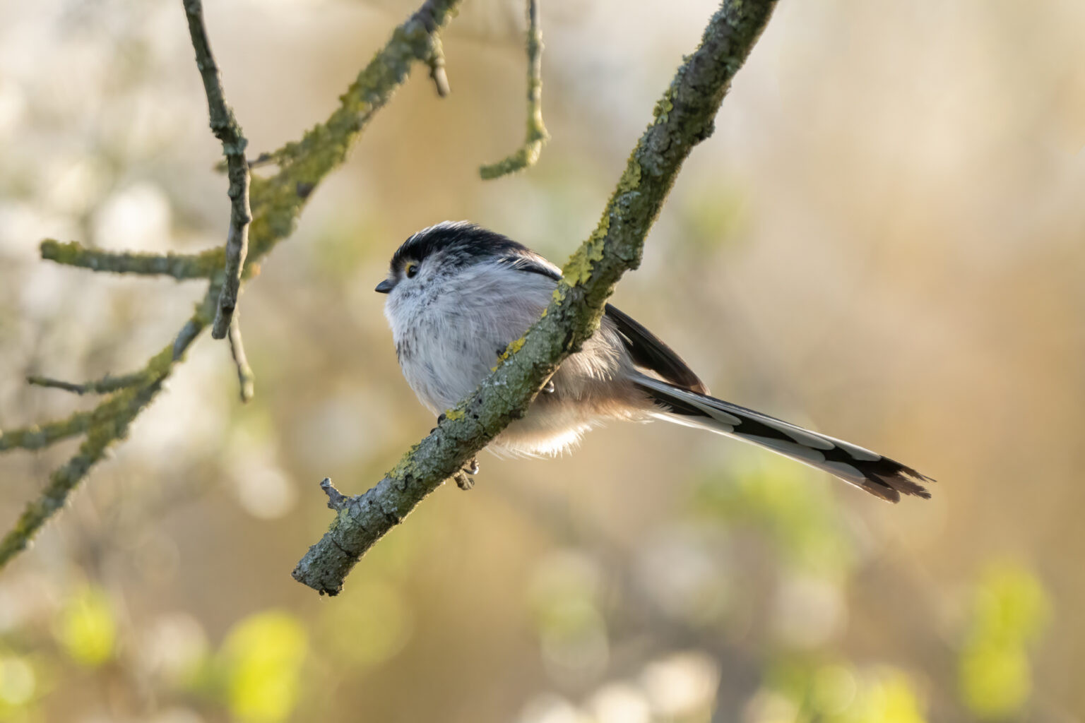 Mésange à longue queue. Le Pecq, France.