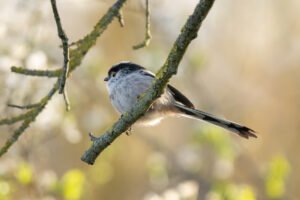 Long-tailed tit. Le Pecq, France.