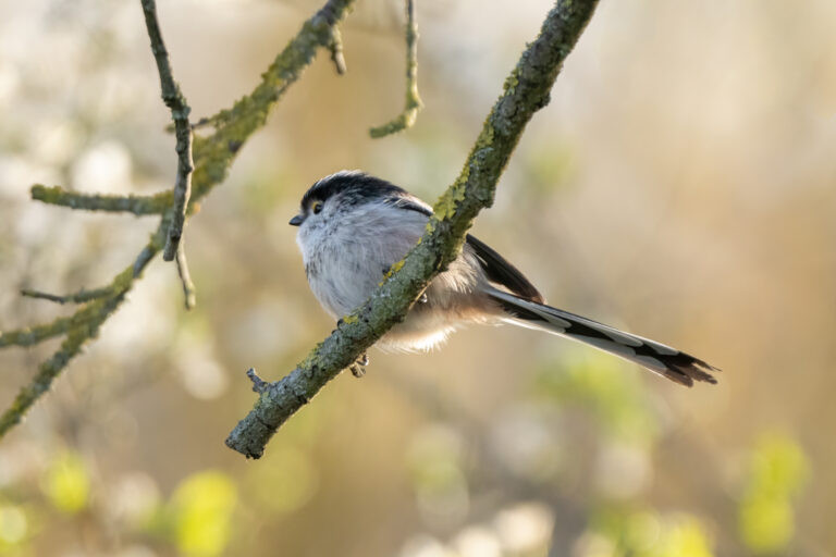 Mésange à longue queue. Le Pecq, France.
