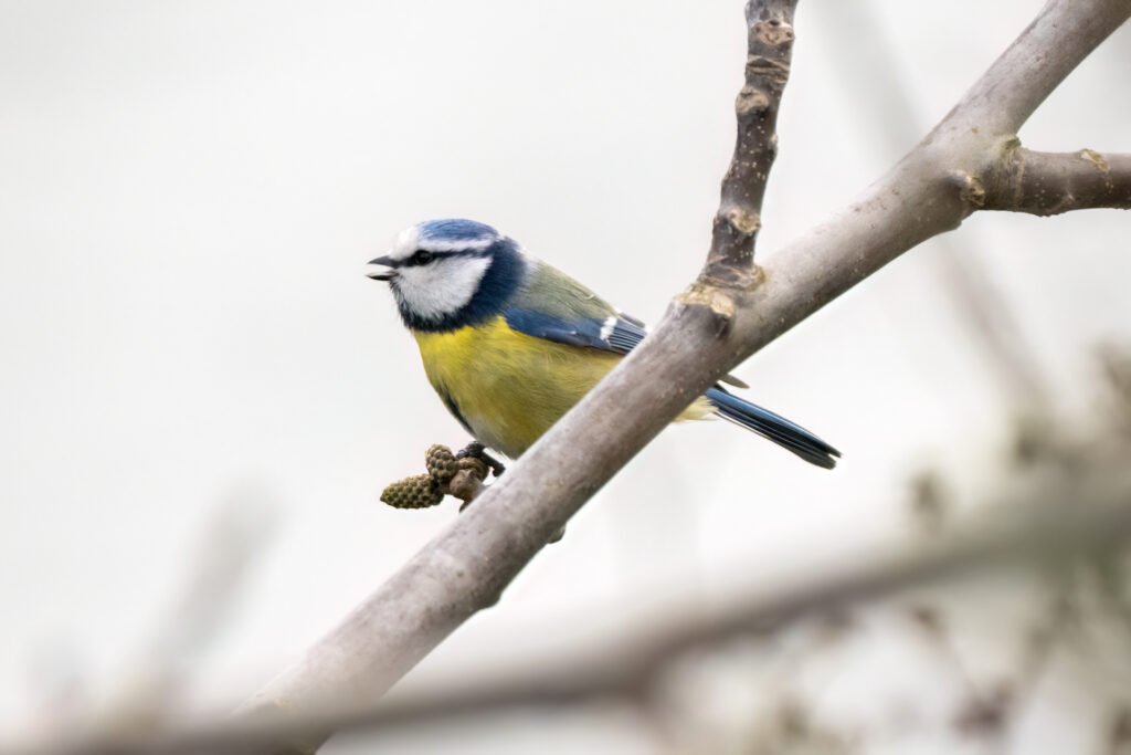 Blue tit perched on a branch