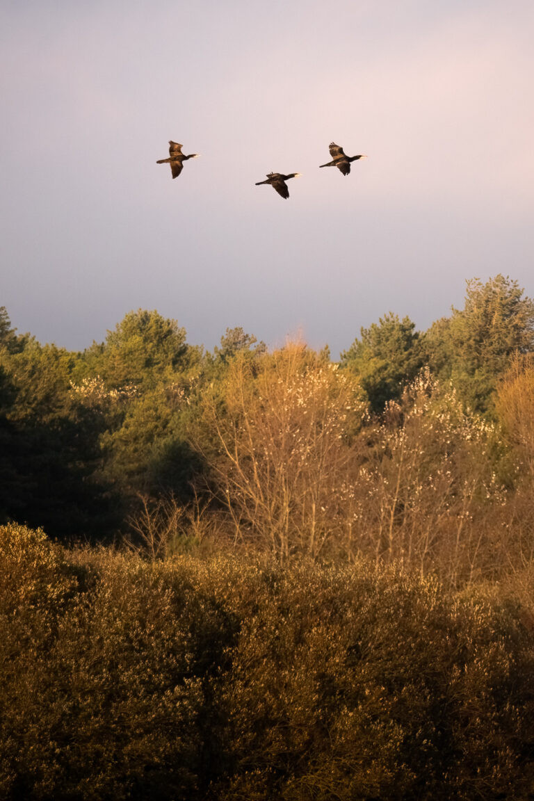 Cormorans survolant le parc du Marquenterre, France.