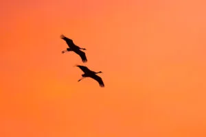 Silhouettes de grues cendrées volant près du Lac du Der, France.
