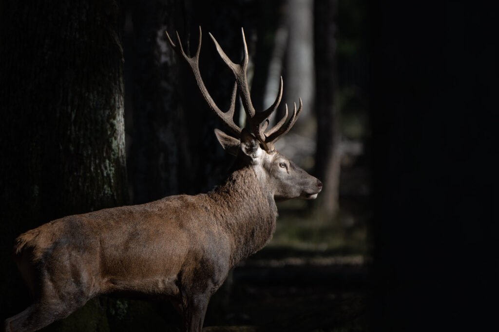 Deer in Rambouillet with a black background