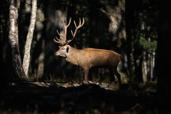 Deer during the bellowing period, Rambouillet, France.