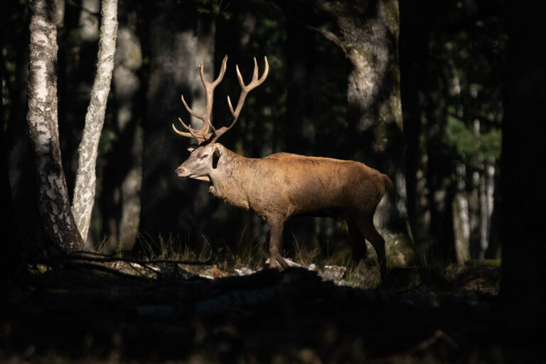Hirsch während der Brunftzeit, Rambouillet, Frankreich.