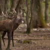 Deer during the bellowing period, Rambouillet, France.