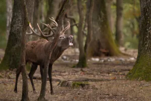 Deer during the bellowing period, Rambouillet, France.