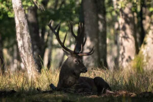 Deer during the bellowing period, Rambouillet, France.