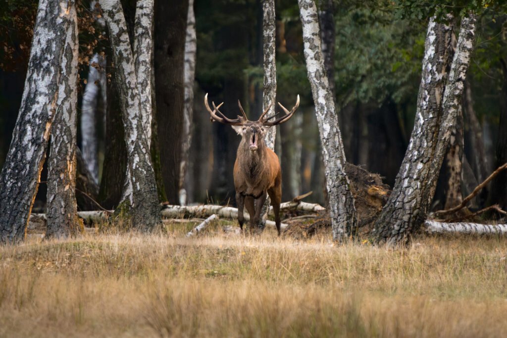Deer at sunrise, roaring