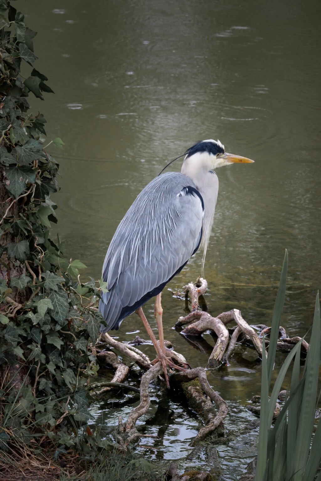 Héron attendant un poisson. Lac du Vésinet Ibis, France.