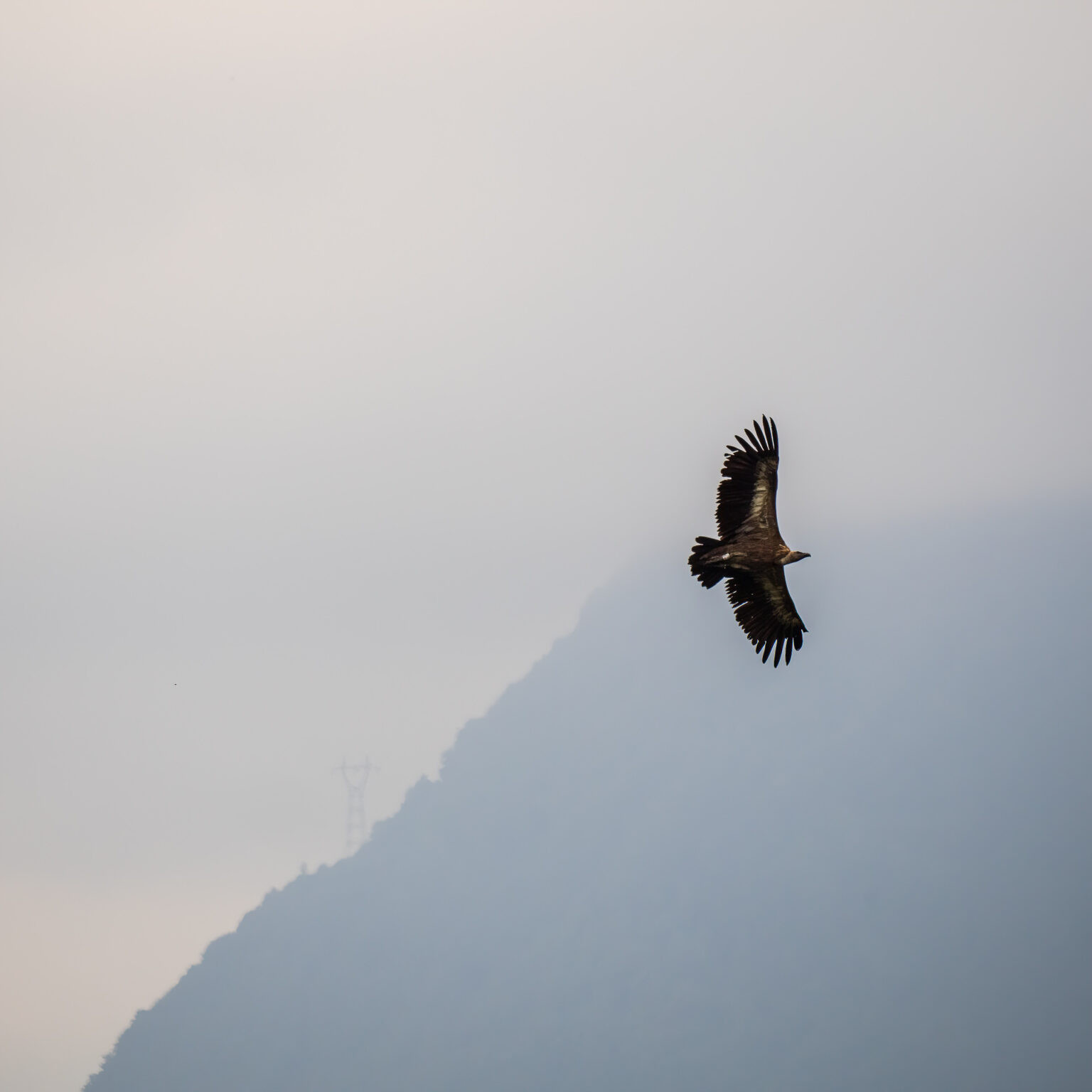 Vulture flying in the mountains, Pyrénées, France.