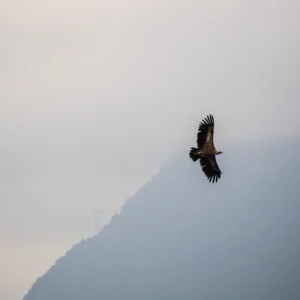 Geier fliegen in den Bergen, Pyrenäen, Frankreich