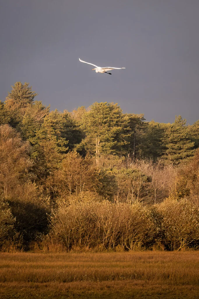 Great egret flight 1