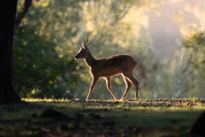 Deer during the bellowing period, Rambouillet, France.