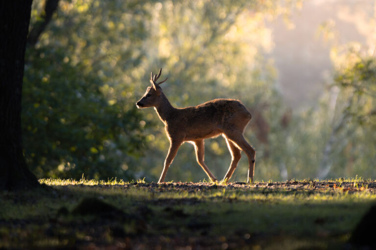 Roe deer buck in the morning light, Forêt de Rambouillet, France.