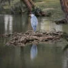 Heron at le Vesinet Ibis lake