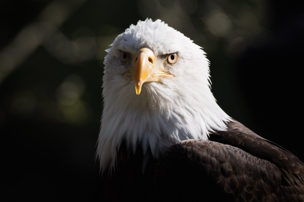 Bald eagle portrait