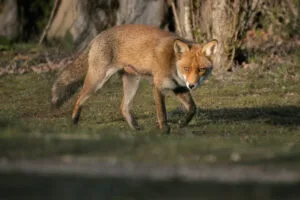 Fox near Croissy-sur-Seine, Yvelines, France.