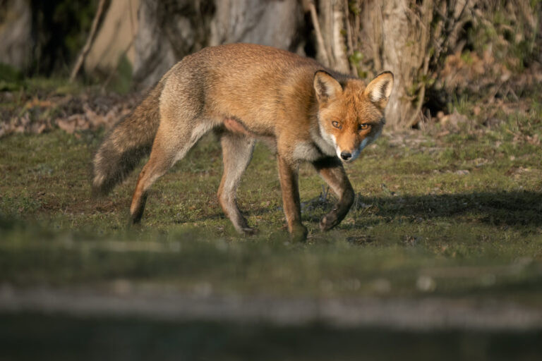 Fox near Croissy-sur-Seine, Yvelines, France.