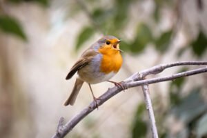Robin. Le Pecq, France.