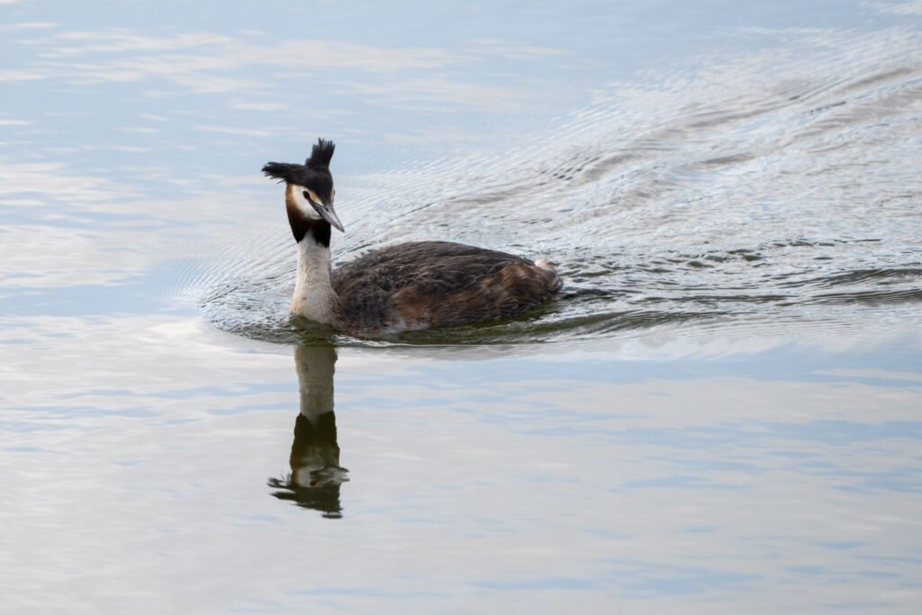 Grebe reflection on the lake