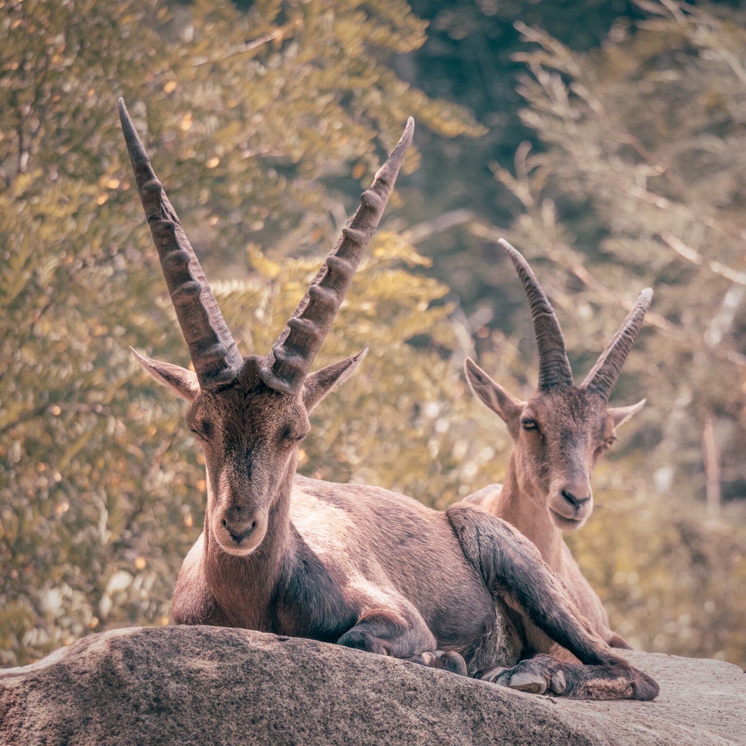 Cuernos de verano, parc des Pyrénées, Francia.