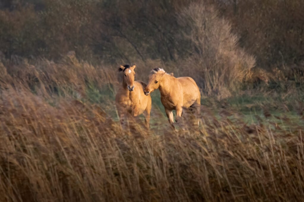 Horses in Parc du Marquenterre in Baie de Somme
